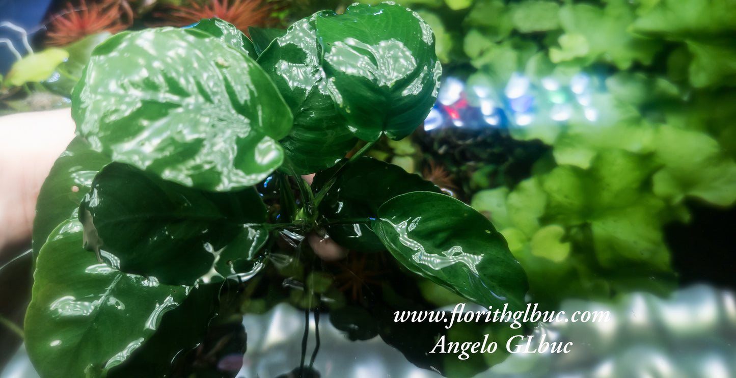 Anubuas barteri barteri XLmother plants