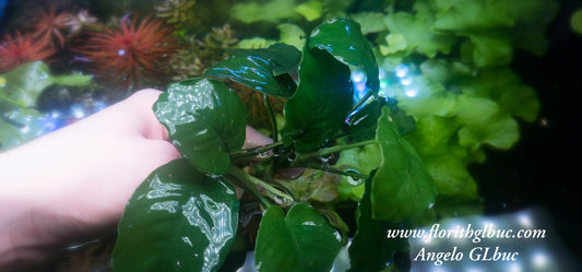 Anubuas barteri barteri XLmother plants