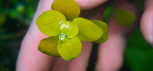 Ludwigia mato grosso 5 stems 15cm
