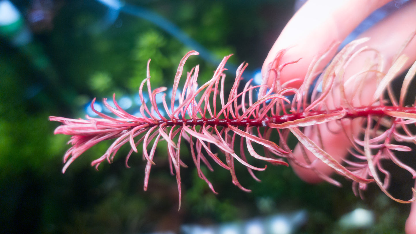 Ludwigia white/pink in the growth phase (available 15/10/2025)