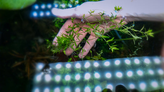 Hemianthus micranthemoides(glomeratum) 10 stems 15cm