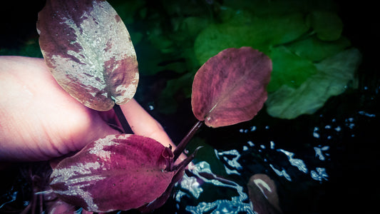 Legenandra bleending hert mother medium plant