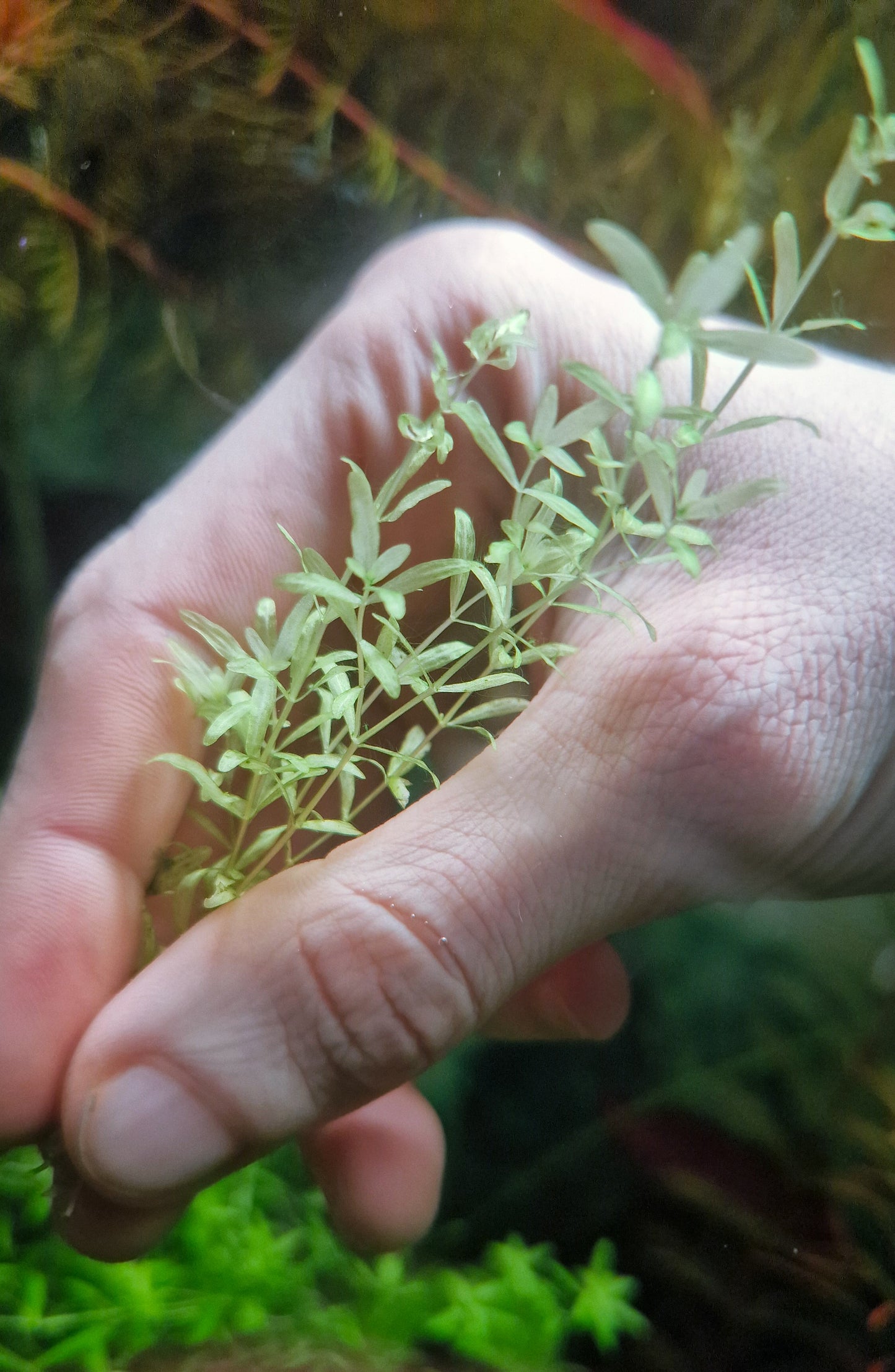 Hemianthus micranthemoides(glomeratum) white super rare plants aquarium 1 stem 15cm