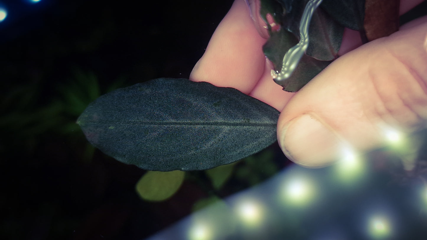 Bucephalandra c. Silver 1 plant rare plants aquarium