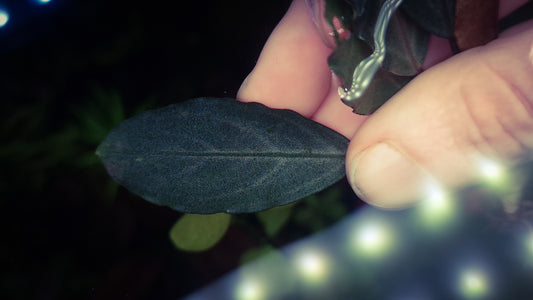 Bucephalandra c. Silver 1 plant rare plants aquarium