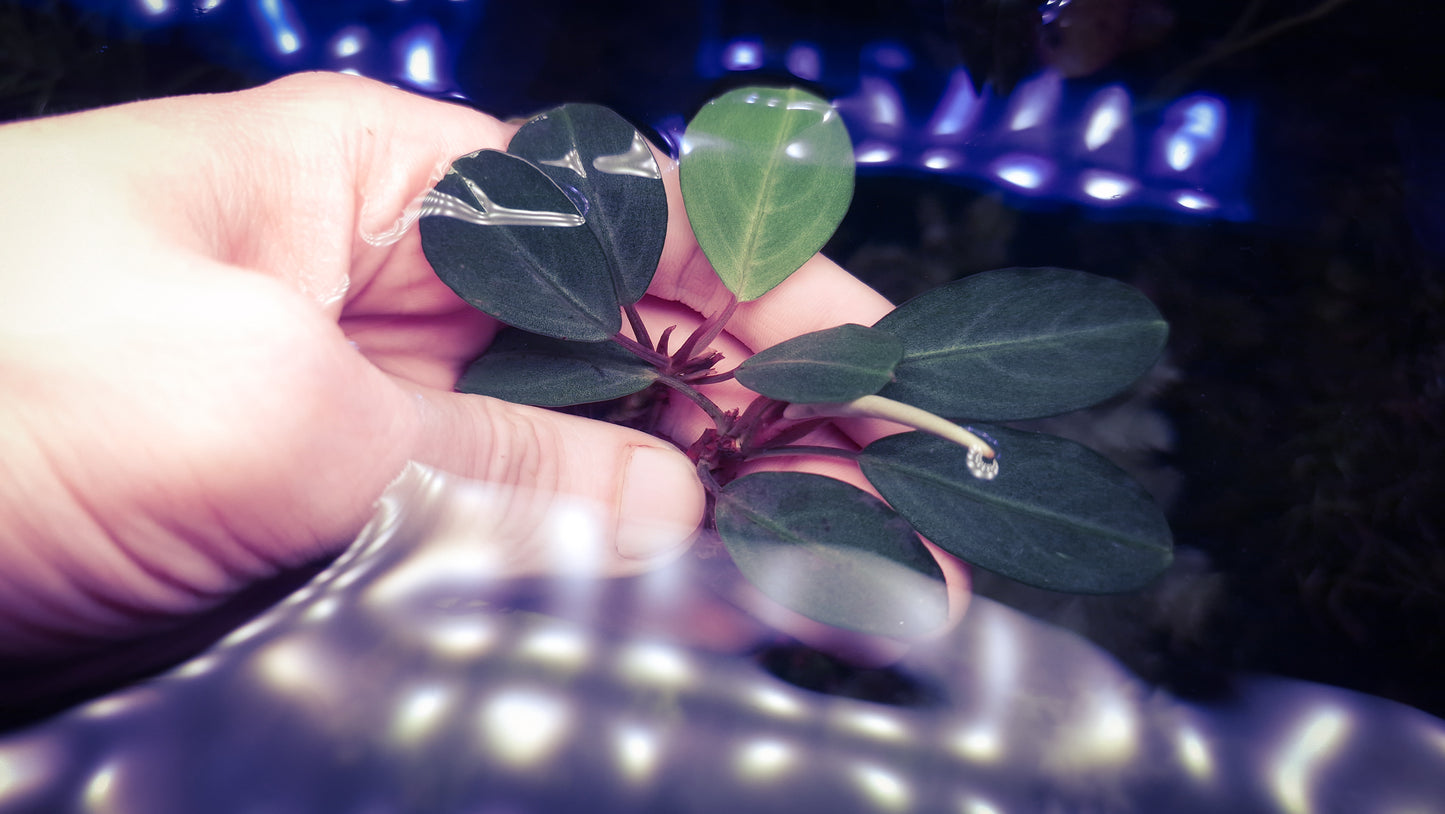 Bucephapandra silver gray