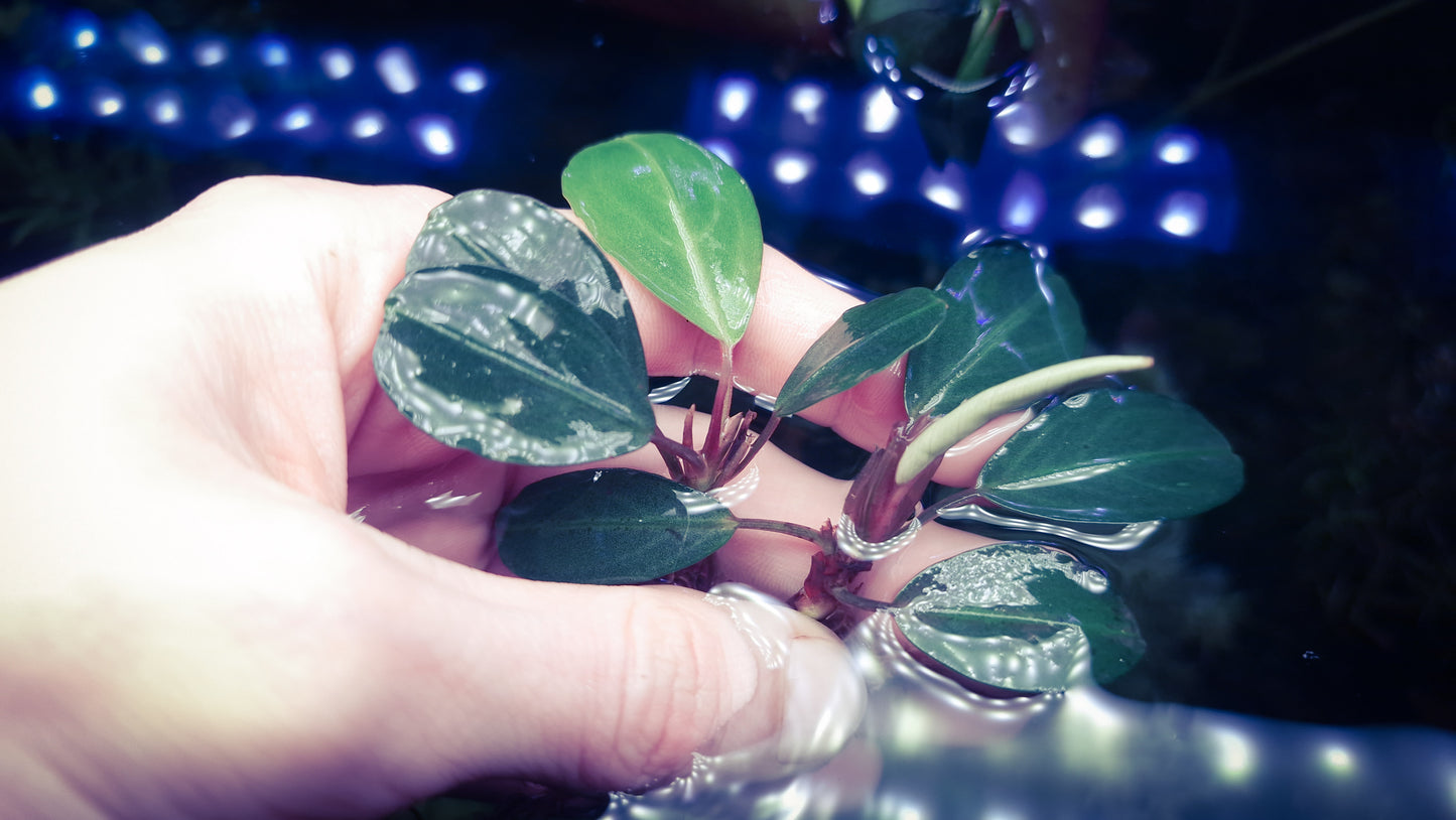 Bucephapandra silver gray