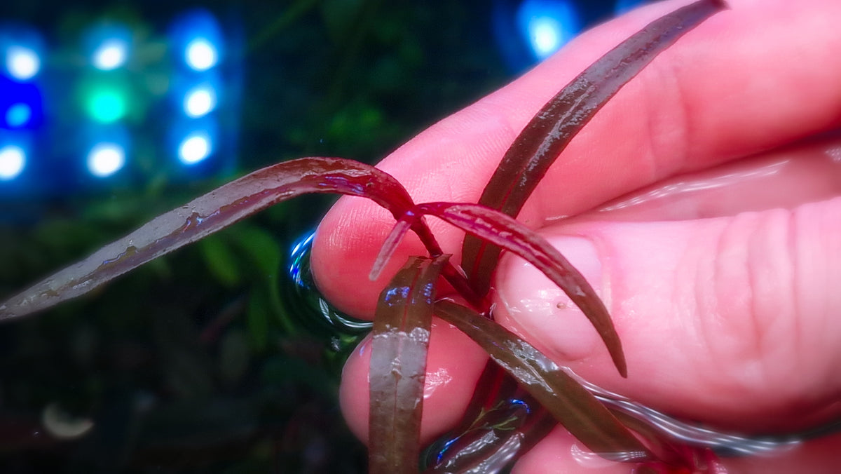 Persicaria sp. "Pak Chong 10 stems