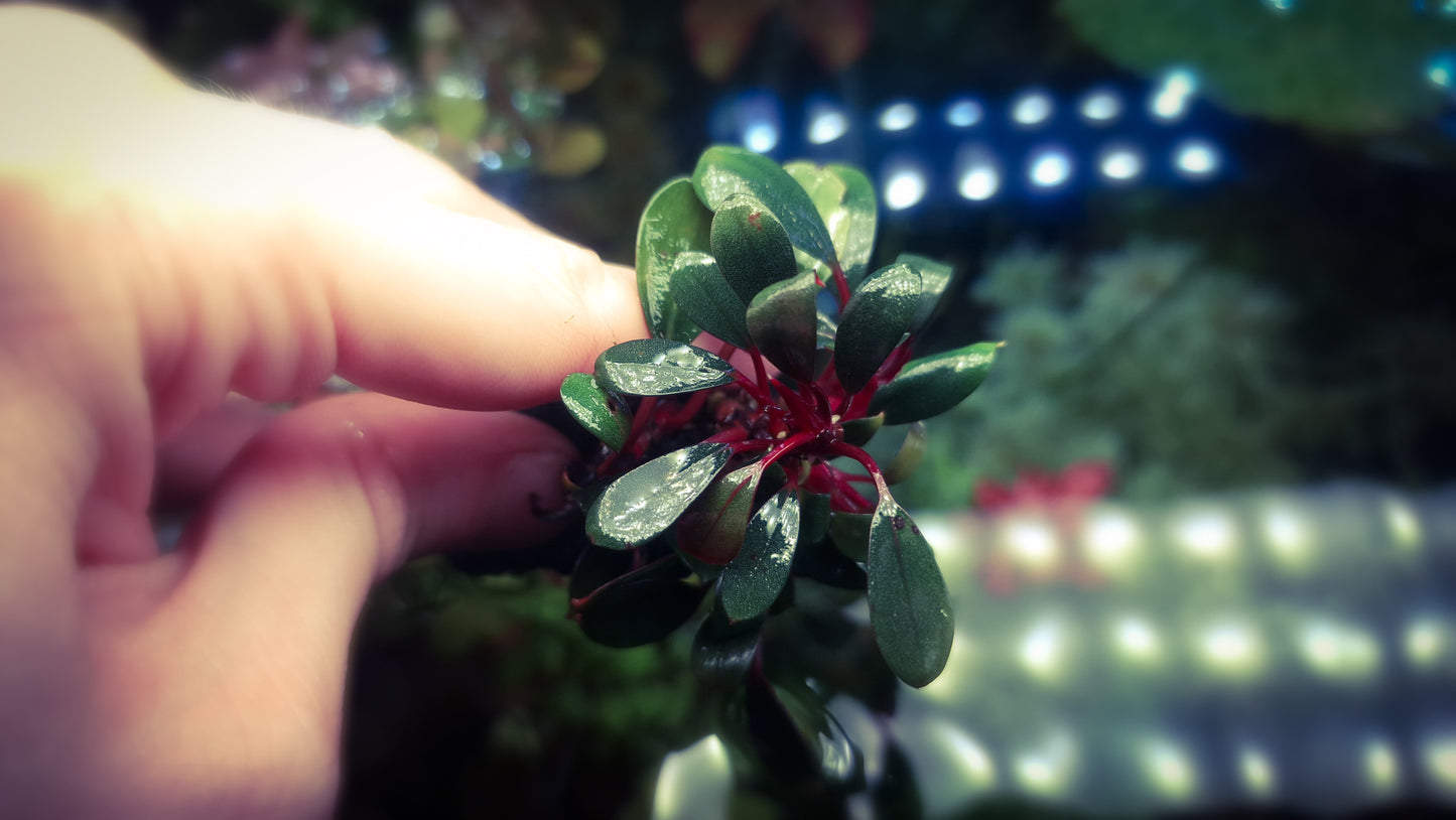 Bucephalandra Penelope rare plants aquarium 1 plant