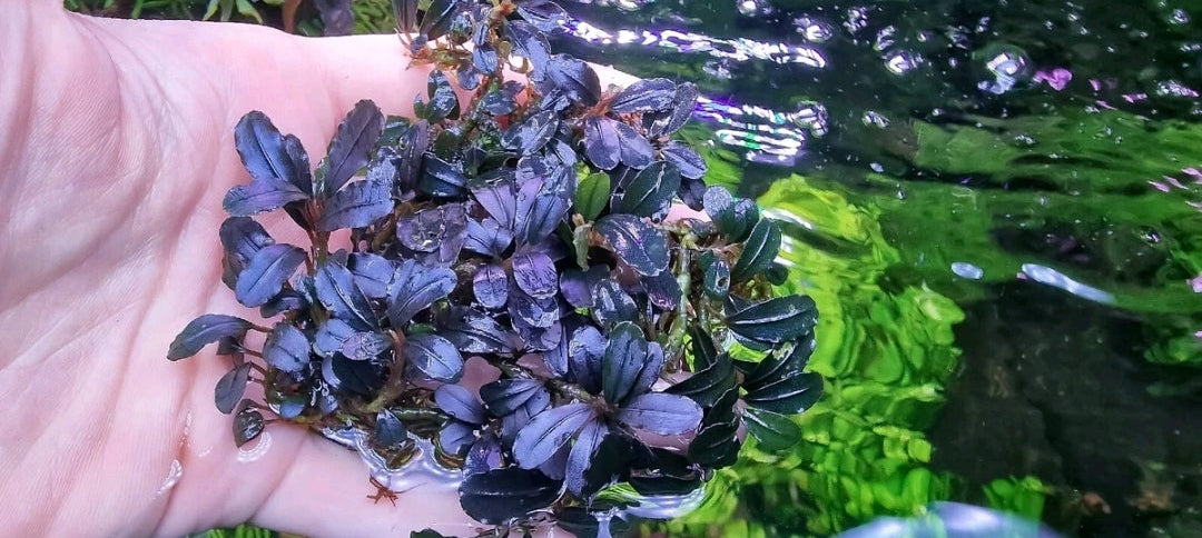 Bucephalandra Phoenix 1 rhizome 7cm