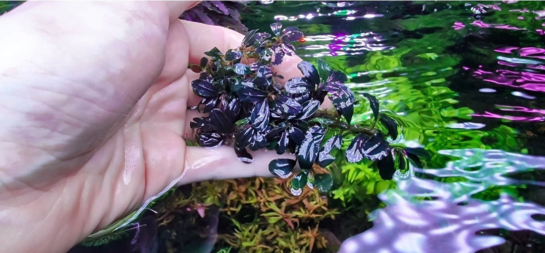 Bucephalandra Phoenix 1 rhizome 7cm