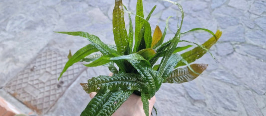 Microsorum orange leaf 1 plant 7cm rhizome 8/10 leaf