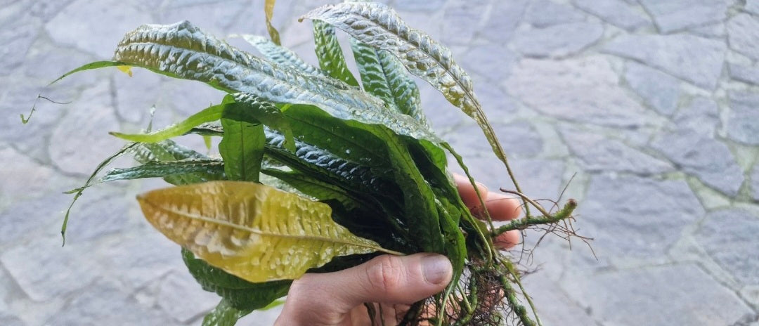 Microsorum orange leaf 1 plant 7cm rhizome 8/10 leaf