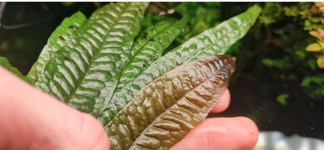 Microsorum orange leaf 1 plant 7cm rhizome 8/10 leaf