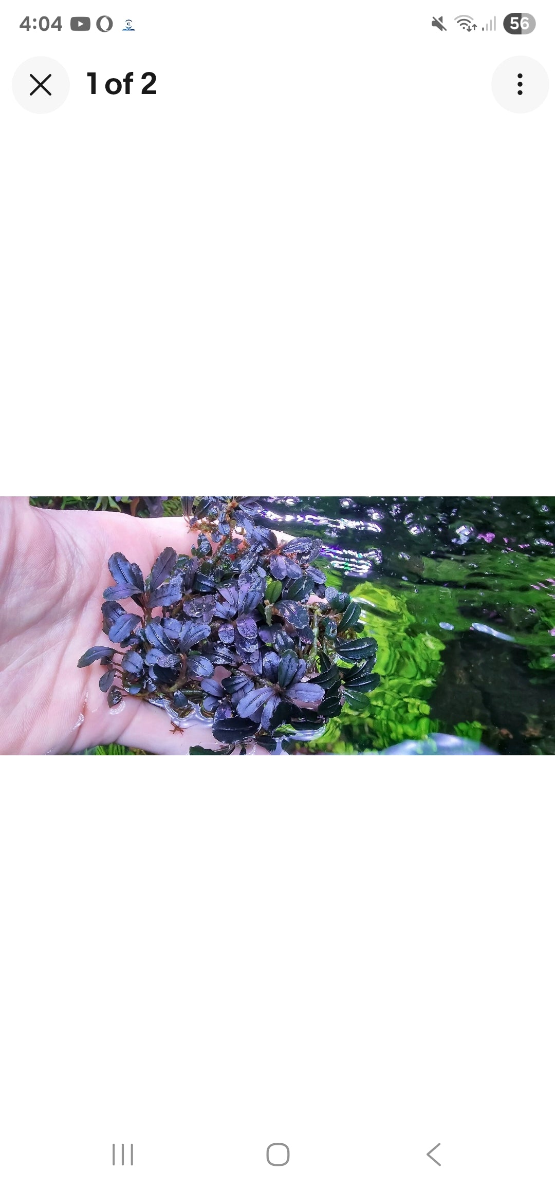 B8cephalandra phoenix 1 rhizome 7cm