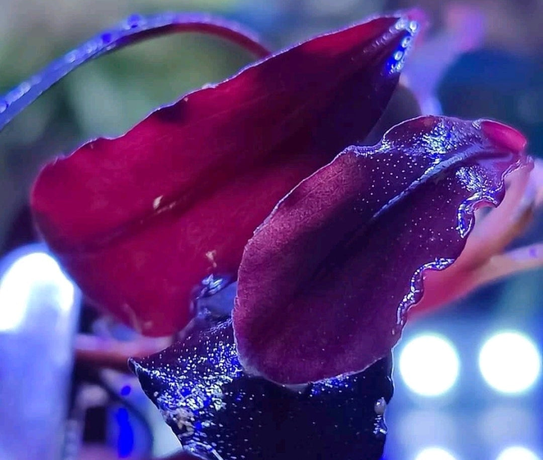 Bucephalandra brownie ghost 2011 original no vitro rhizome 7cm rare plants aquarium