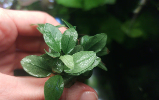 Anubias jade /white  1 plant