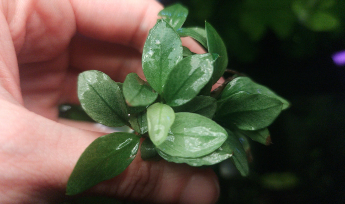 Anubias jade /white  1 plant