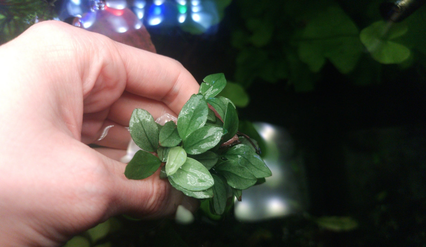 Anubias jade /white  1 plant