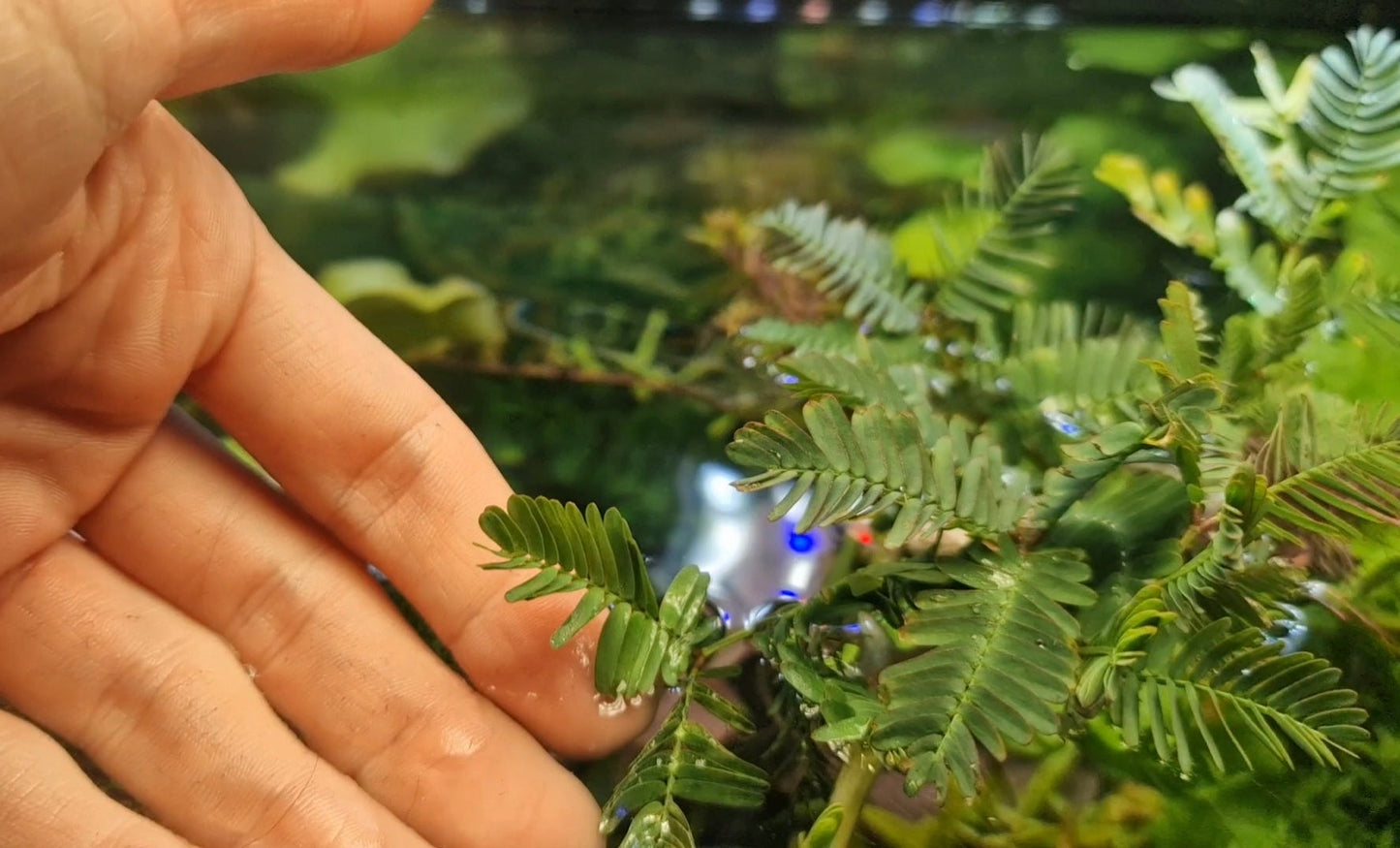 Water Mimosa (Neptunia oleracea) rare plants aquarium 1 pcs