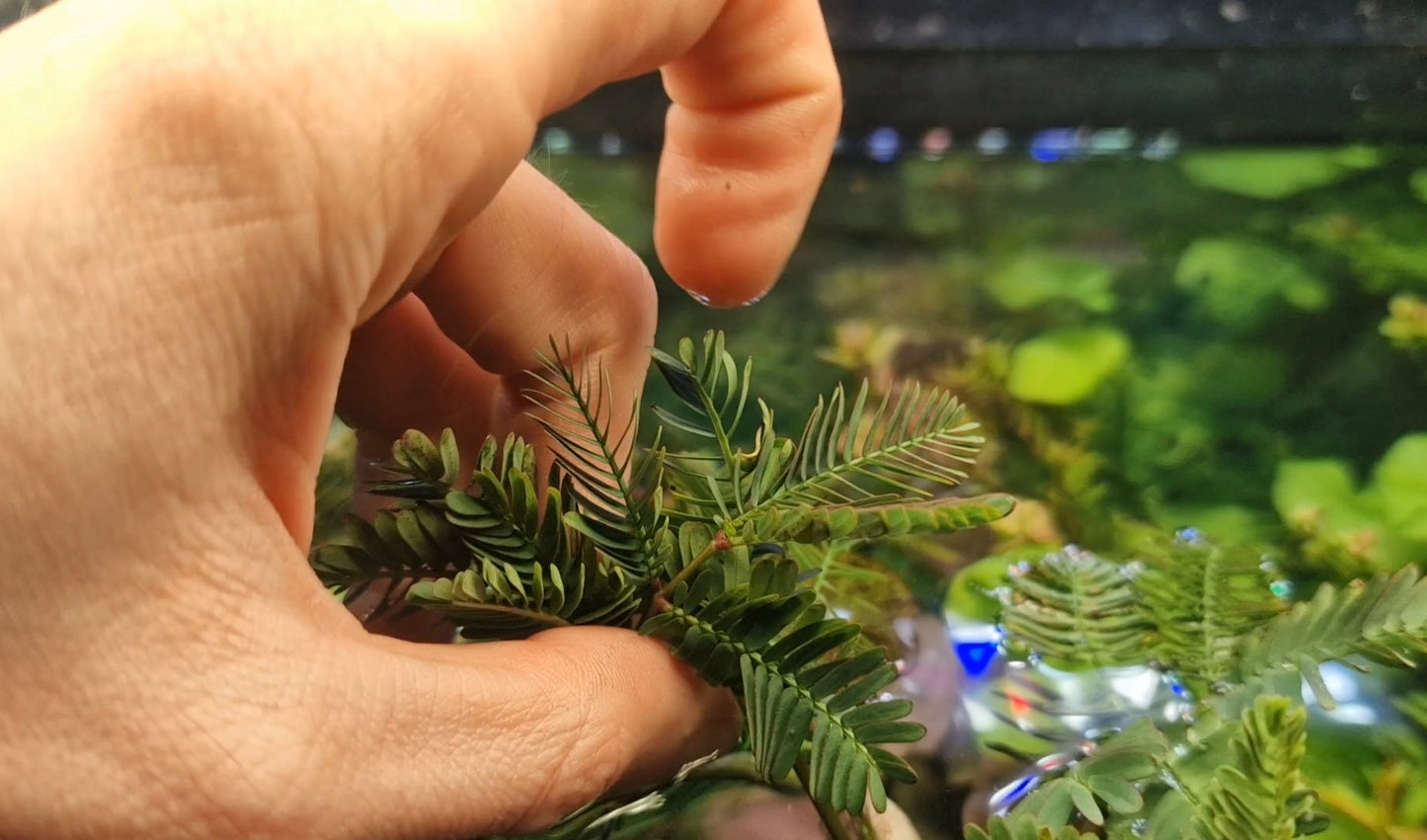 Water Mimosa (Neptunia oleracea) rare plants aquarium 1 pcs