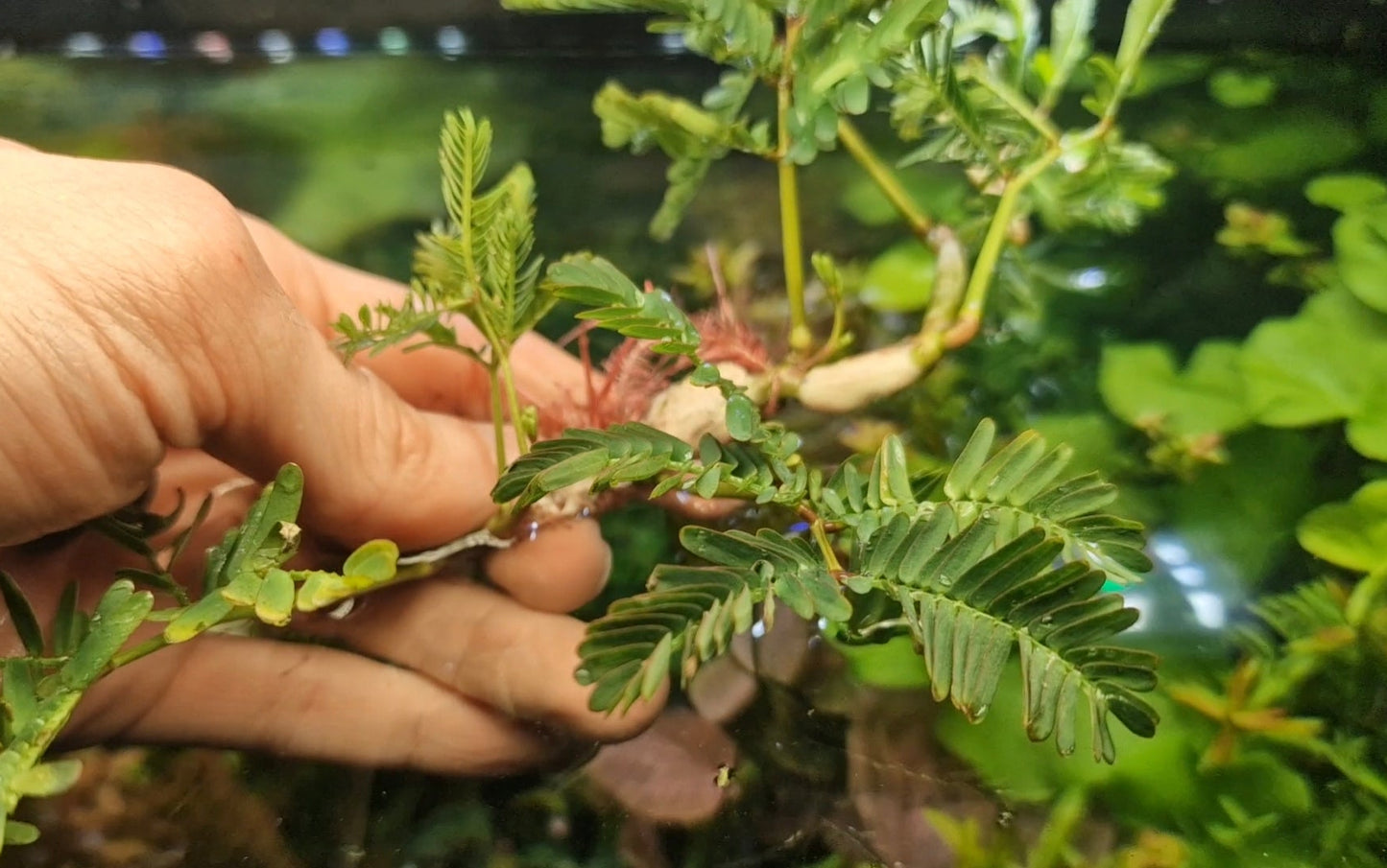 Water Mimosa (Neptunia oleracea) rare plants aquarium 1 pcs