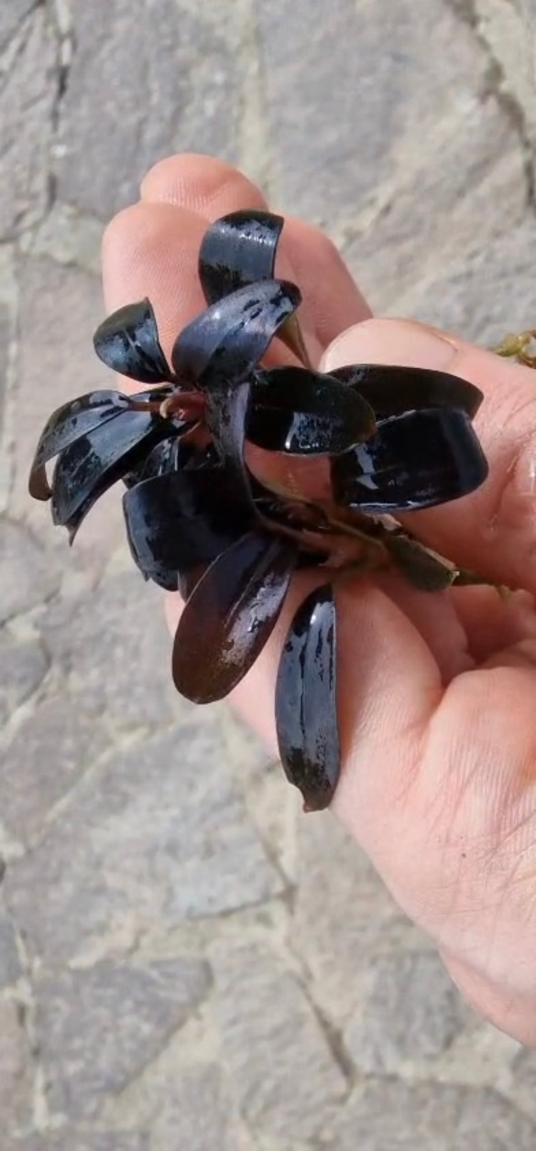 Bucephalandra Metallic Black Angel