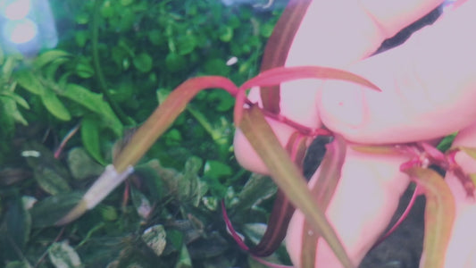 Persicaria sp. "Pak Chong 10 stems