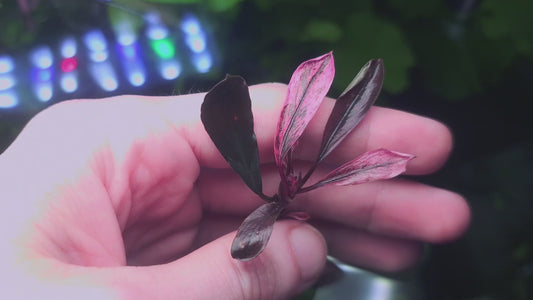Bucephalandra Diabolica variegated ultra rare 1 rhizome 5cm