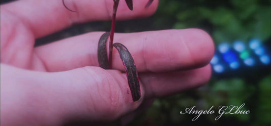 Persicaria sao paulo variegated by Angelo GLbuc(1 november 2025 available in the growth phase)
