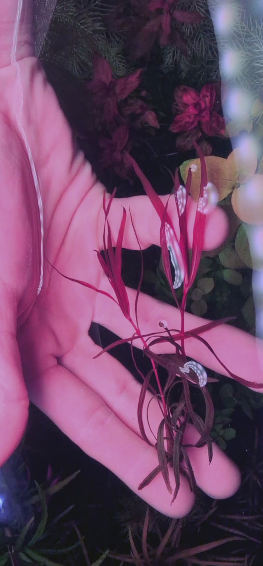 rotala serpyllifolia 3 stems 15cm