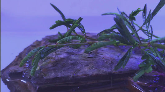 Water Mimosa (Neptunia oleracea) rare plants aquarium 1 pcs