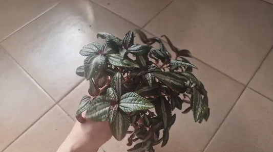 Pilea silver tree 1 plant  large