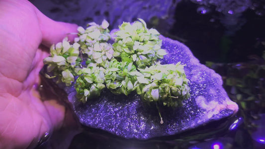 Anubias pangolino white – Rare Aquarium Plant 1pcs