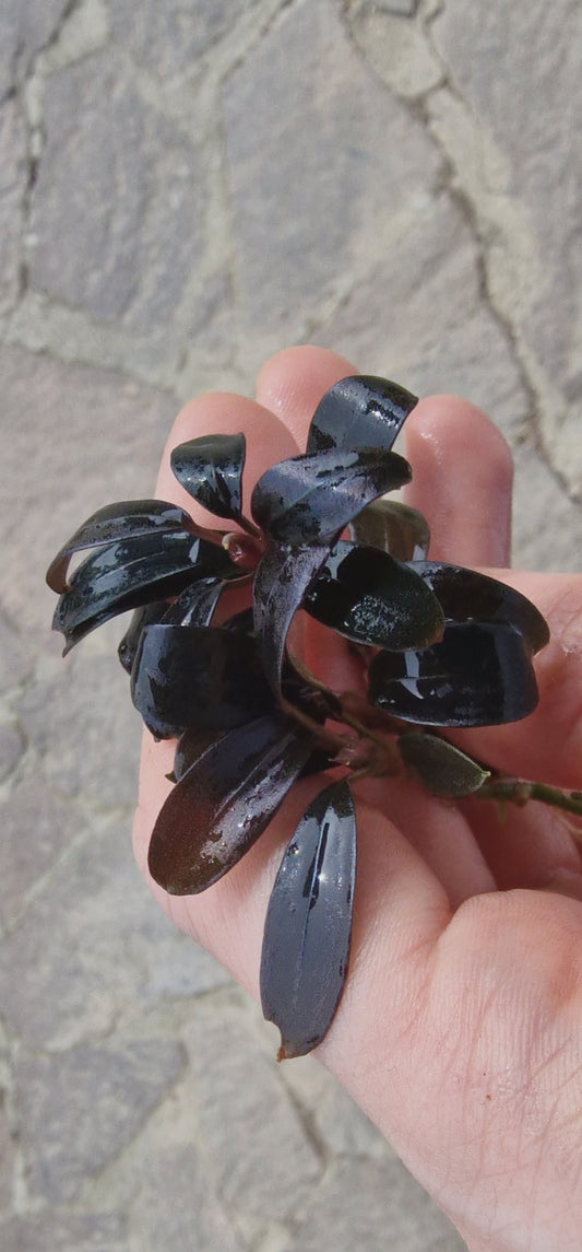 Bucephalandra Metallic Black Angel