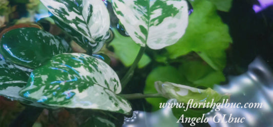 Anubias varking mother plants mother plants