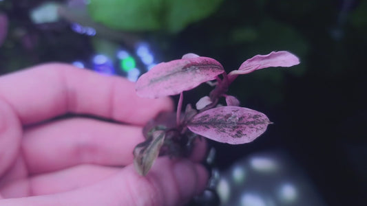 Bucephalandra "Theia Marble White/Pink" 1 rhizome 5cm