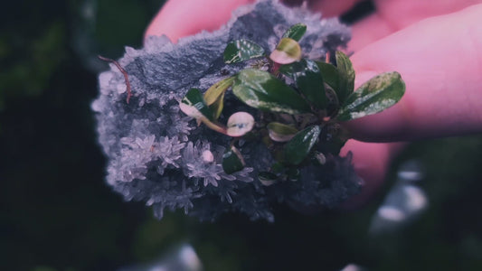Bucephalandra brownie melawi variegated 1 rhizome 5cm