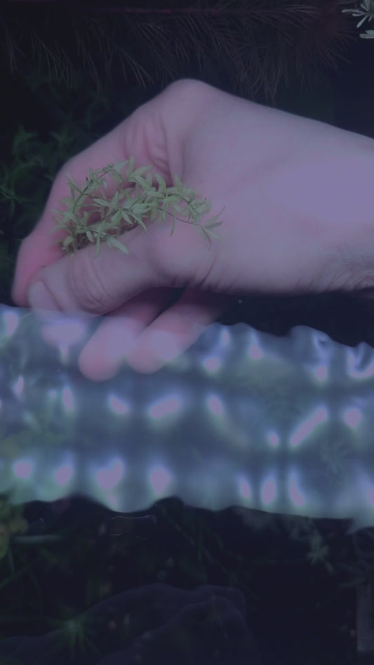 hemianthus micranthemoides(glomeratum)   1 single stem 20cm