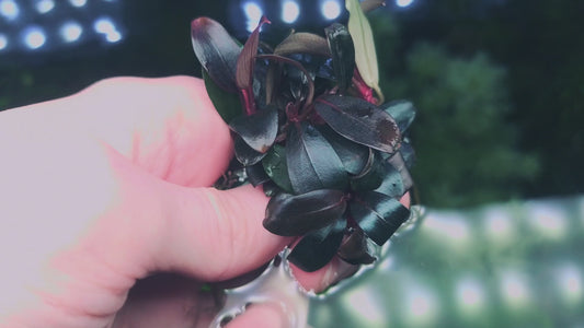 Bucephalandra shine 1 rhizome 5/7cm hight quality