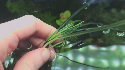 Fenestratarum callum 1 rhizome 5cm