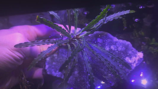 Fenestratarum mulyadii 1 Rizome.