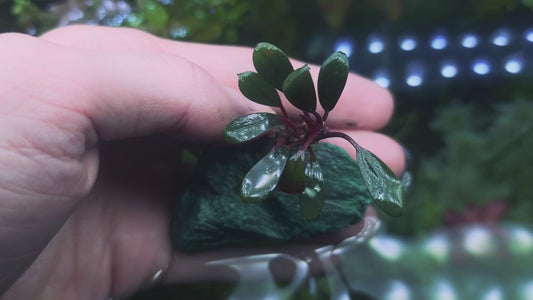 Bucephalandra Penelope rare plants aquarium 1 plant