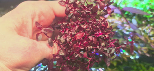 Ludwigia pallustrus mini super red 15 stems 15cm