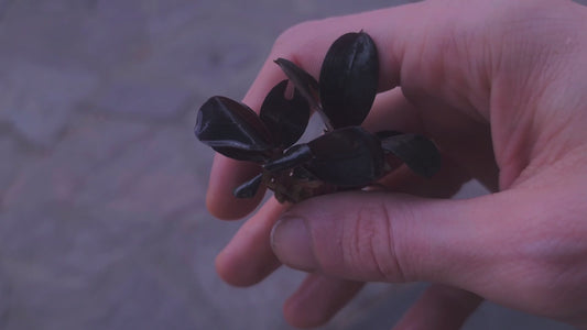 Blue moon 1 pcs  5/6 leaf