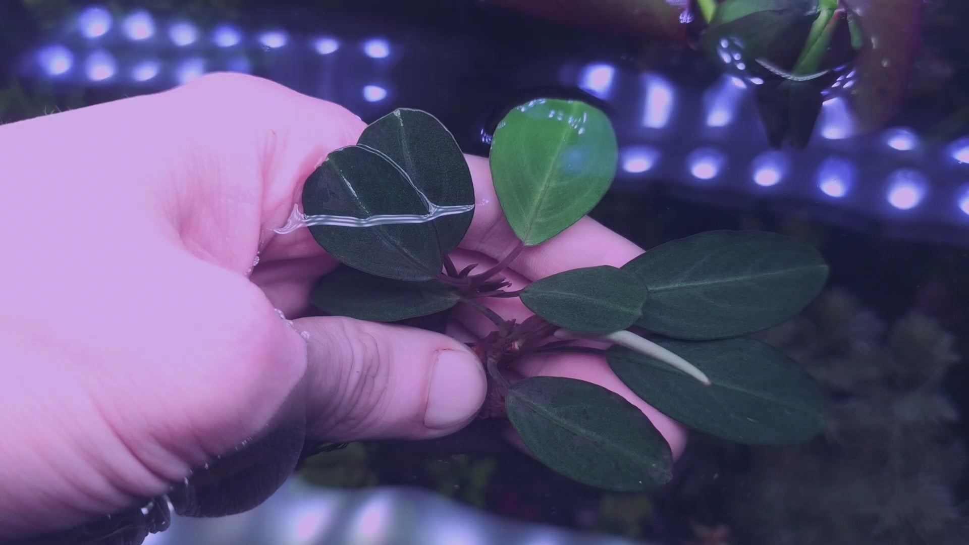 Rare Bucephalandra – FLORITH Angelo GLbuc