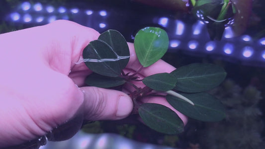 Bucephapandra silver gray