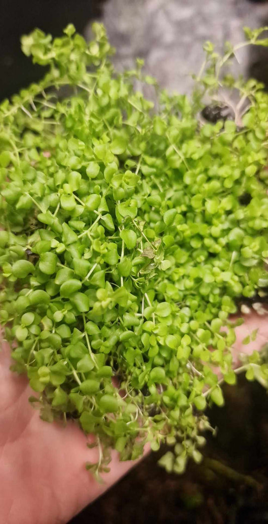 3 portion 5x5cm  submerged planta