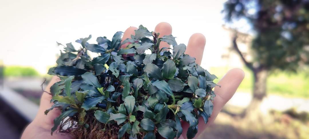 Bucephalandra silver powder 1 rhizome 7cm