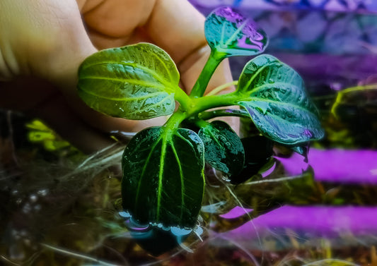 Echinodorus iguazu 2009 1 plant